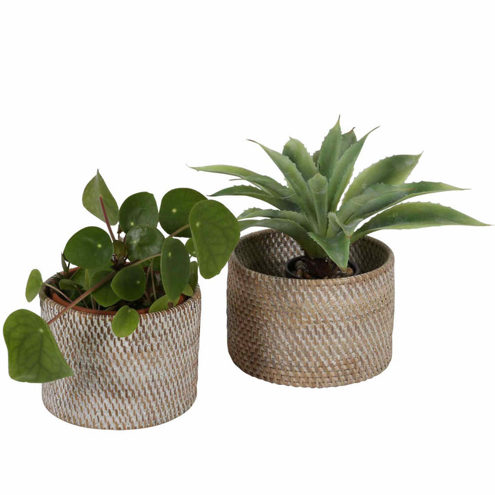 Cestino portaposate Lilia Bianco lavato